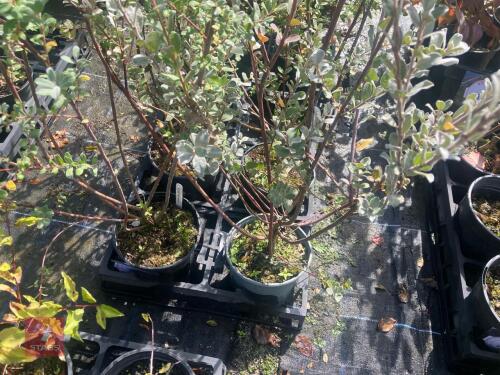 5 SALIX REPENS (WILLOW)