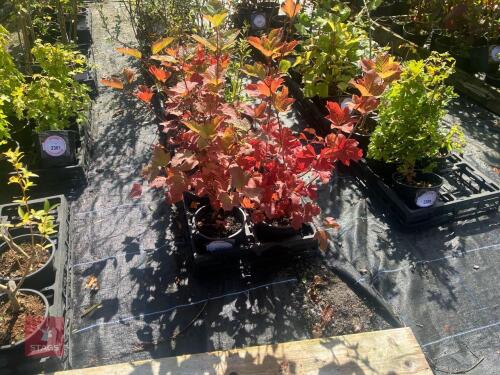 5 HEDGING PLANTS