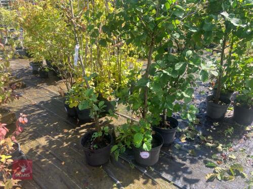 3 ALNUS GLUTINOSA (ALDER)