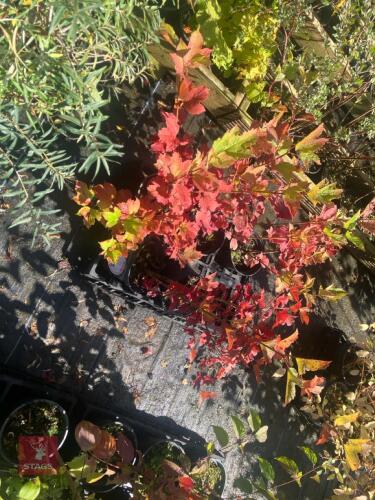 5 HEDGING PLANTS