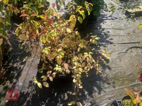 5 HEDGING PLANTS