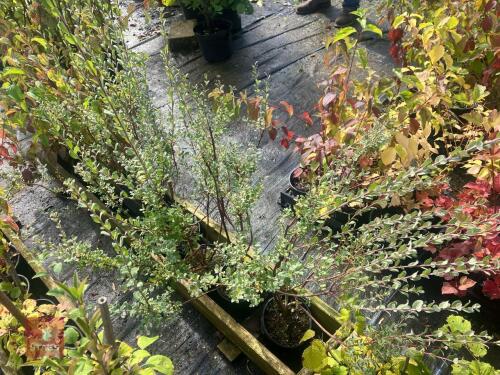 5 SALIX REPENS (WILLOW)
