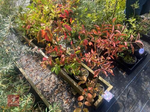 5 EUONYMUS EUROPAEUS (SPINDLE)