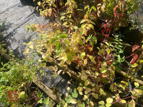 5 HEDGING PLANTS