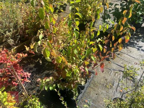 5 CORNUS SANGUINEA (DOG WOOD)
