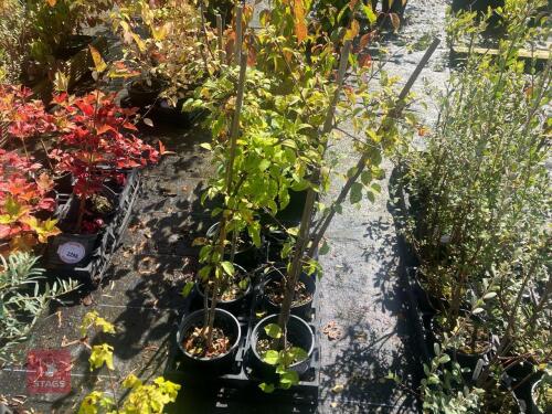 5 HEDGING PLANTS