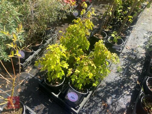 5 CRATAEGUS MONOGYNA (HAWTHORN)