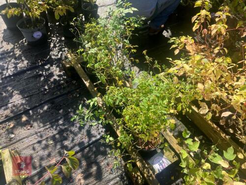 5 ROSA CANINA (DOG ROSE)