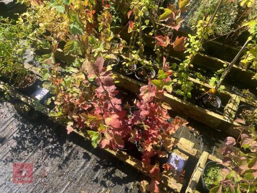 5 HEDGING PLANTS
