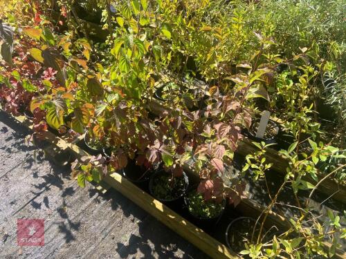 5 HEDGING PLANTS