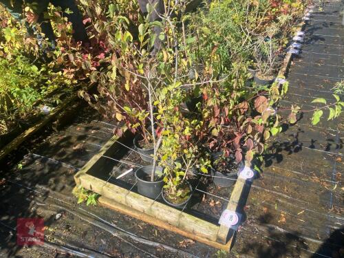 2 HEDGING PLANTS