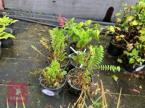 6 POLYPODIUM CAERULEUM