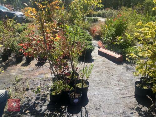 7 MIXED TREES