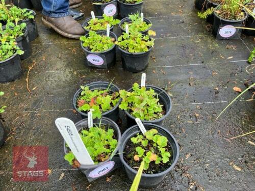 4 GEUM LEONARDS VARIETY (NODDING AVENS)