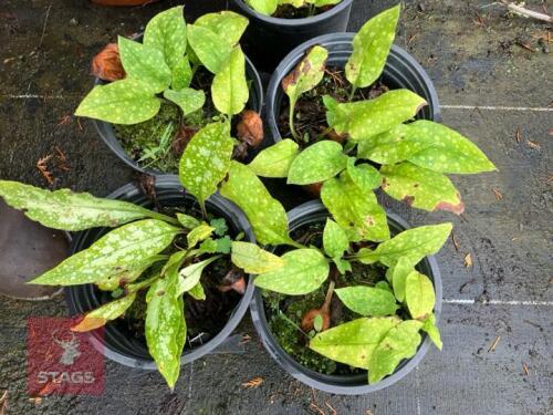 5 PULMONARIA (LUNGWORT)