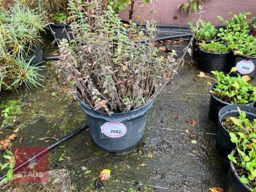 1 THYME
