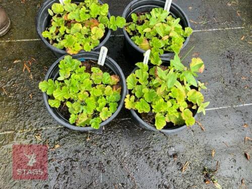 4 GEUM LEONARDS VARIETY (NODDING AVENS)