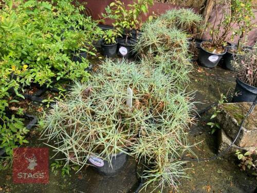 2 DIANTHUS ALAN TITCHMARSH
