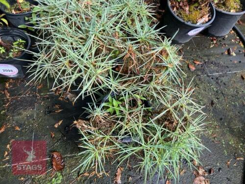 2 DIANTHUS ALAN TITCHMARSH