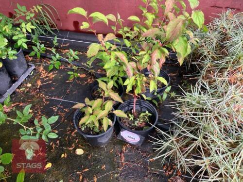 5 CORNUS ALBA (DOGWOOD)