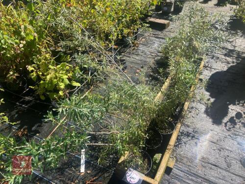 5 HIPPOPHAE RHAMNOIDES (SEA BUCKTHORN)