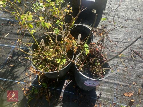 3 ROSA CANINA (DOG ROSE)
