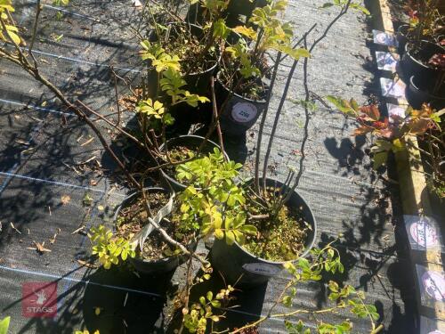 3 CORNUS ALBA (DOG WOOD)