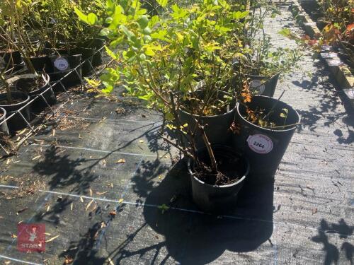 3 ROSA CANINA (DOG ROSE)