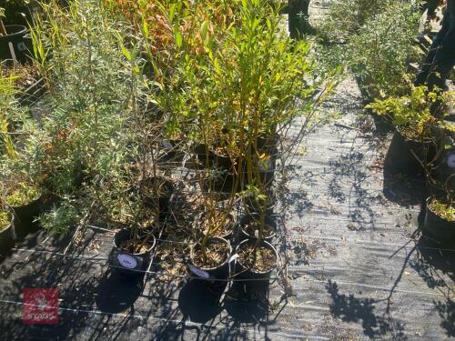 5 SALIX NIGRA (WILLOW)