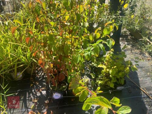 5 HEDGING PLANTS