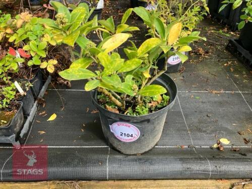 SKIMMIA JAPONICA