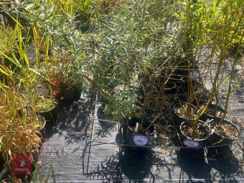 4 HIPPOPHAE RHAMNOIDES (SEA BUCKTHORN)
