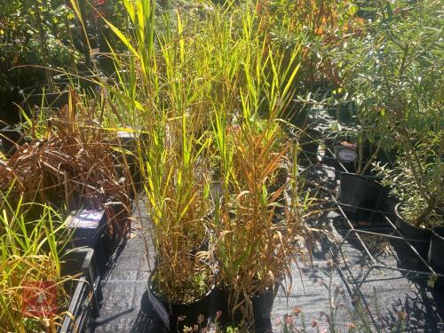 6 GRASSES
