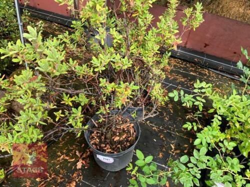 2 CYTISUS