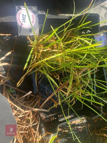 TRAY OF GLYCERIA MAXIMA (SWEET GRASS)