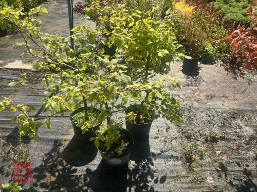 3 FAGUS SYLVATICA (BEECH)