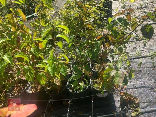 5 ROSA CANINA (DOG ROSE)