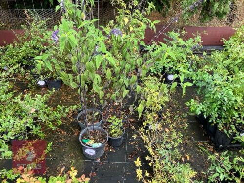3 SALVIA AMISTAD
