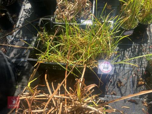 TRAY OF GLYCERIA MAXIMA (SWEET GRASS)