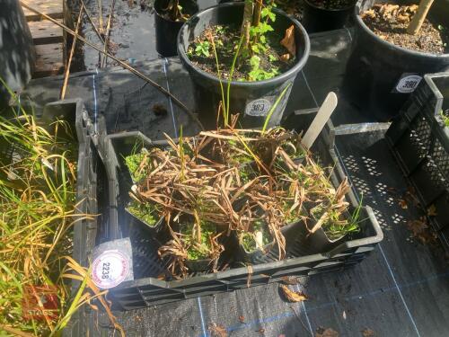 TRAY OF GLYCERIA MAXIMA (SWEET GRASS)