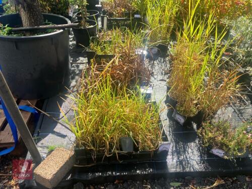 TRAY OF GLYCERIA MAXIMA (SWEET GRASS)