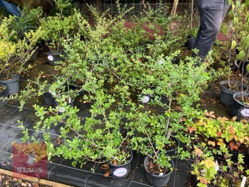 4 PYRACANTHA LANI (FIRETHORN)