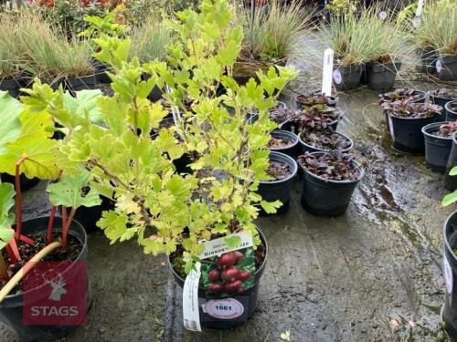 RIBES UVA CRISPA HINNONMAKI RED