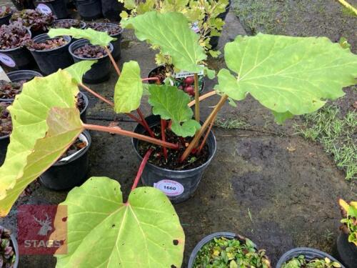 RHEUM RHABARBARUM (RHUBARB)