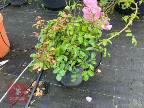 2 ROSA 'PINK KNOCKOUT'