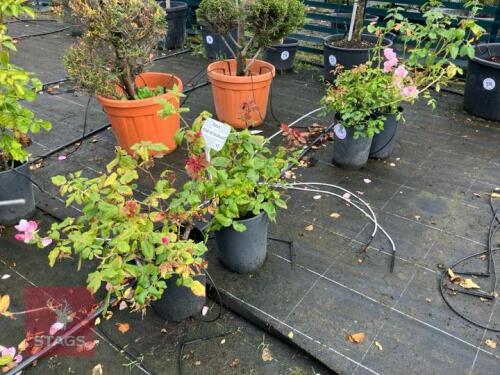 2 ROSA 'PINK KNOCKOUT'