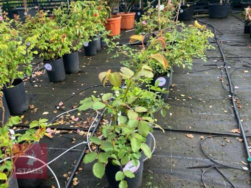 2 ROSA 'YELLOW FLOWER CARPET'