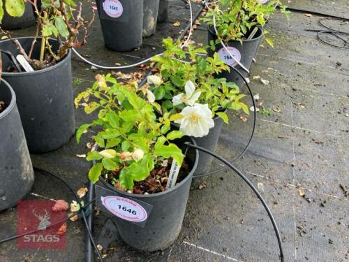 2 ROSA 'WHITE FLOWER CARPET