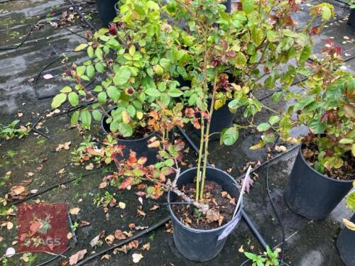 2 X ROSA SMALL RED FLOWERS