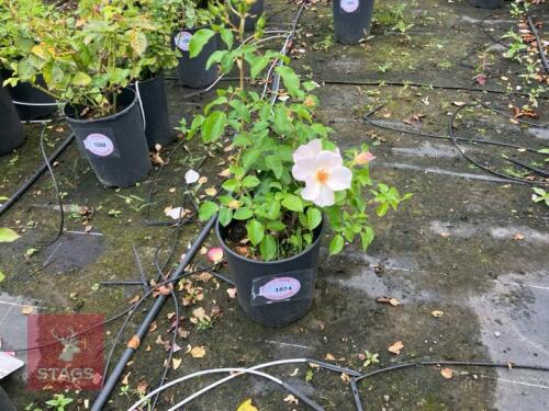 1 X ROSA PALE PINK BLUSH